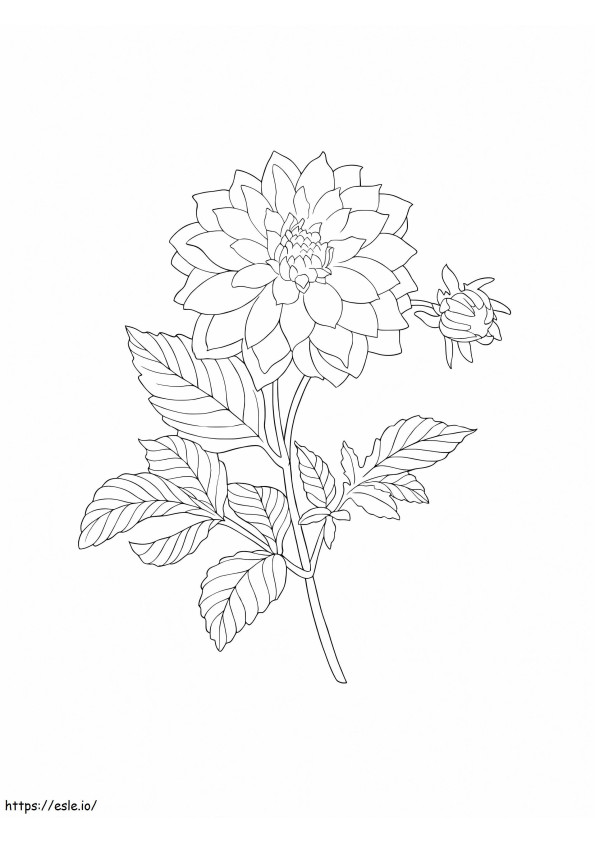 Dahlia-kukkia väritettäväksi värityskuva