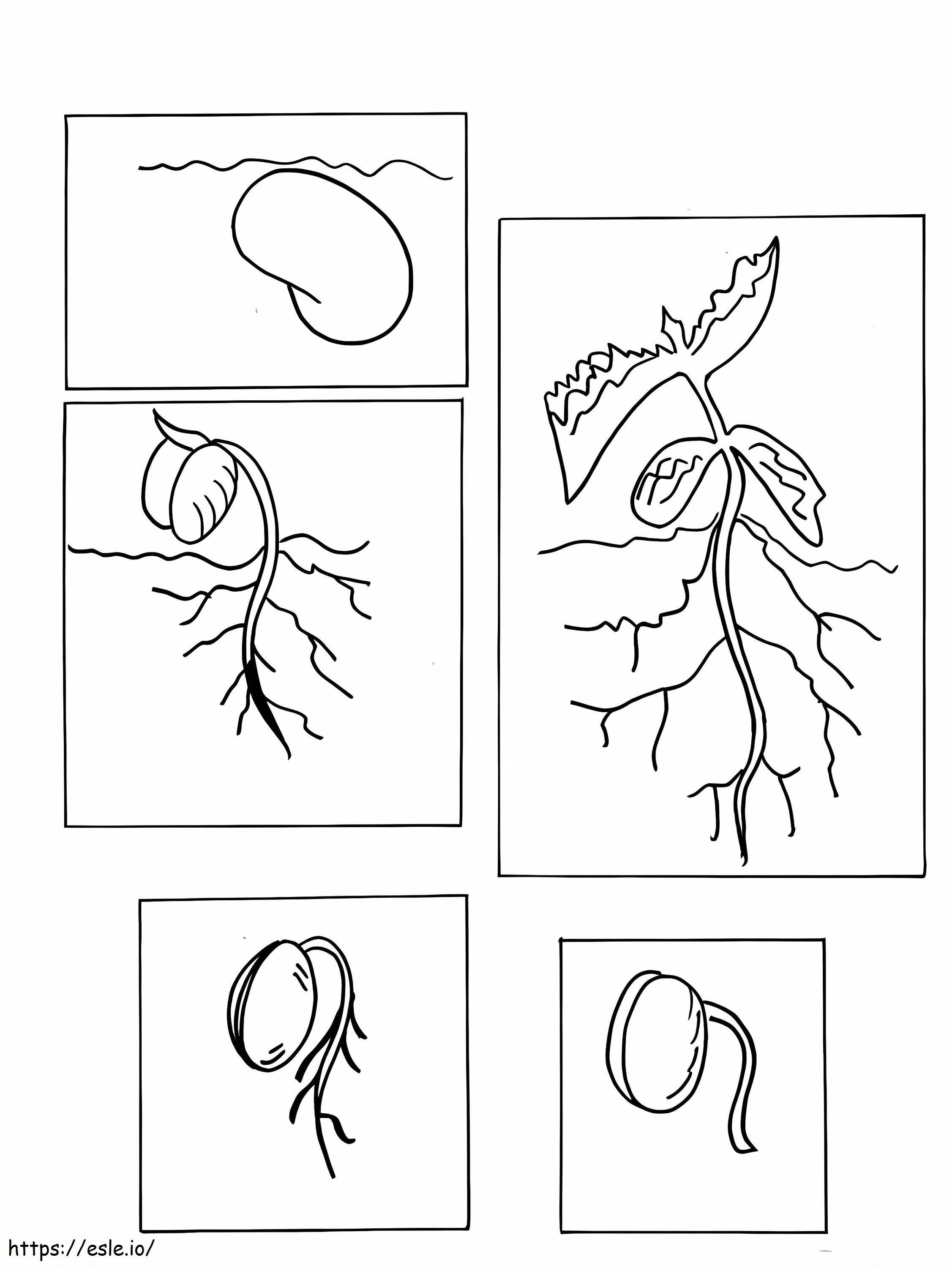 Growing Lima Bean Plants coloring page
