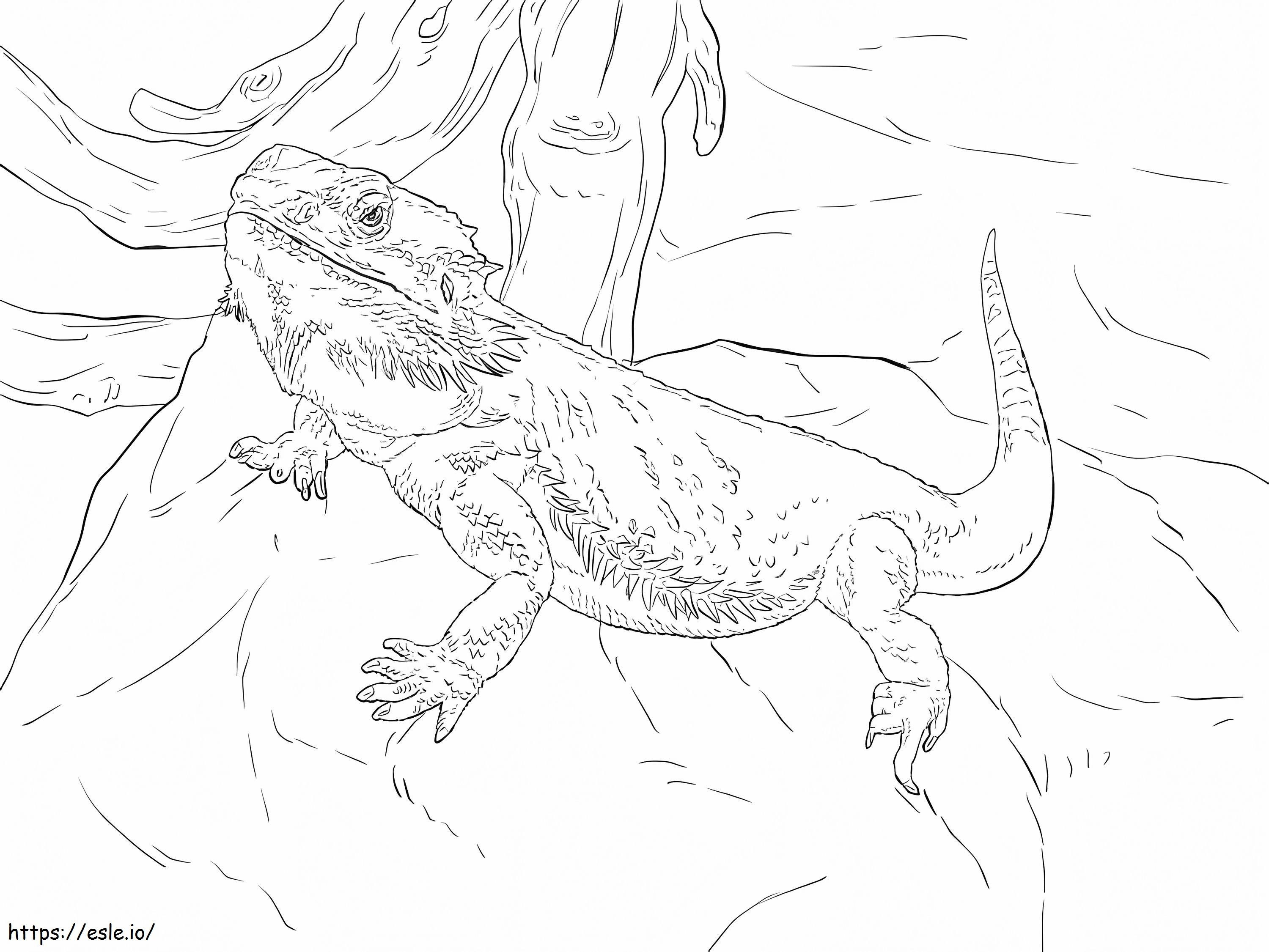 Central Bearded Dragon coloring page