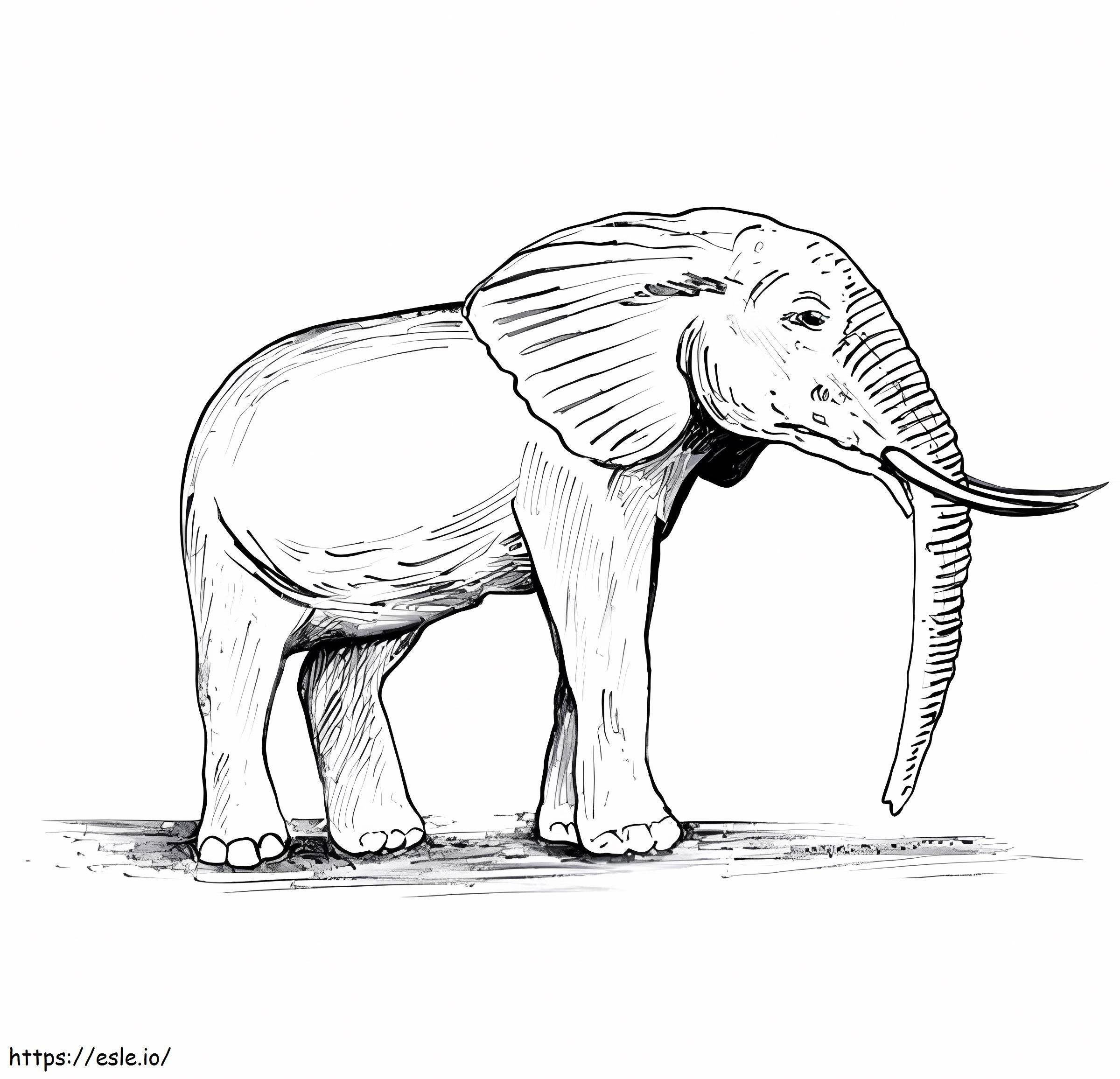 Elefant bătrân de colorat
