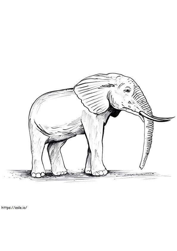 Elefante Velho para colorir