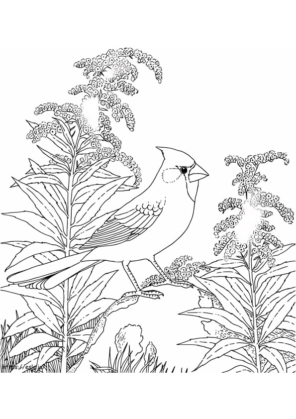 Northern Cardinal Bird