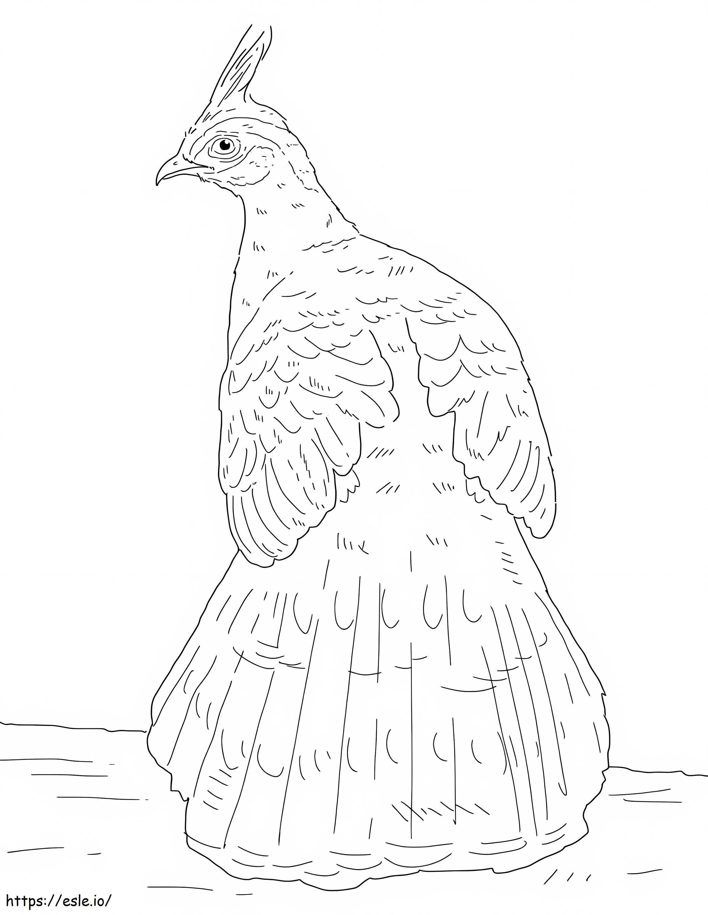 Palawan Peacock Pheasant coloring page