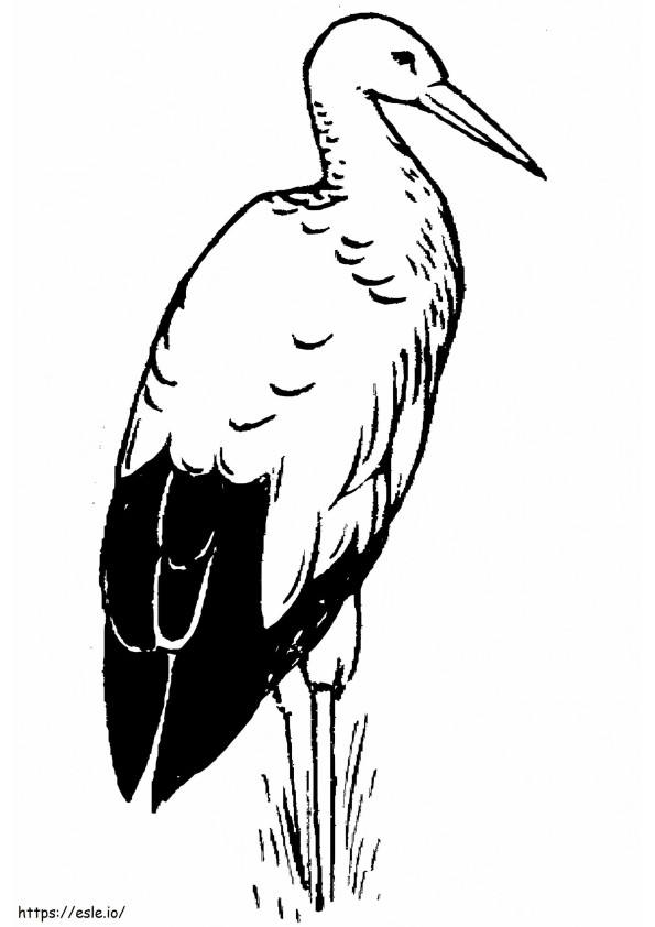 cigüeña blanca 2