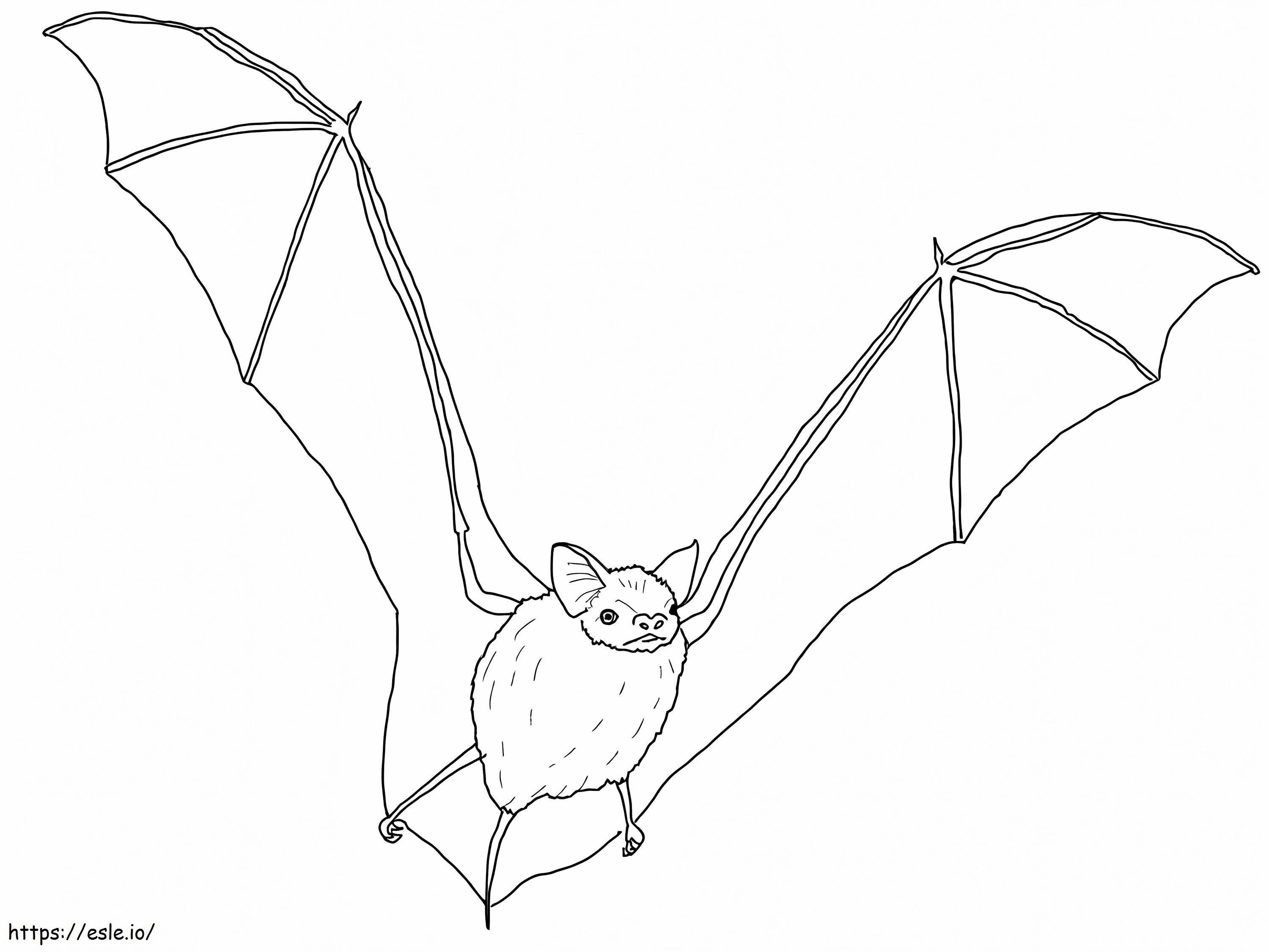 Big Brown Bat coloring page