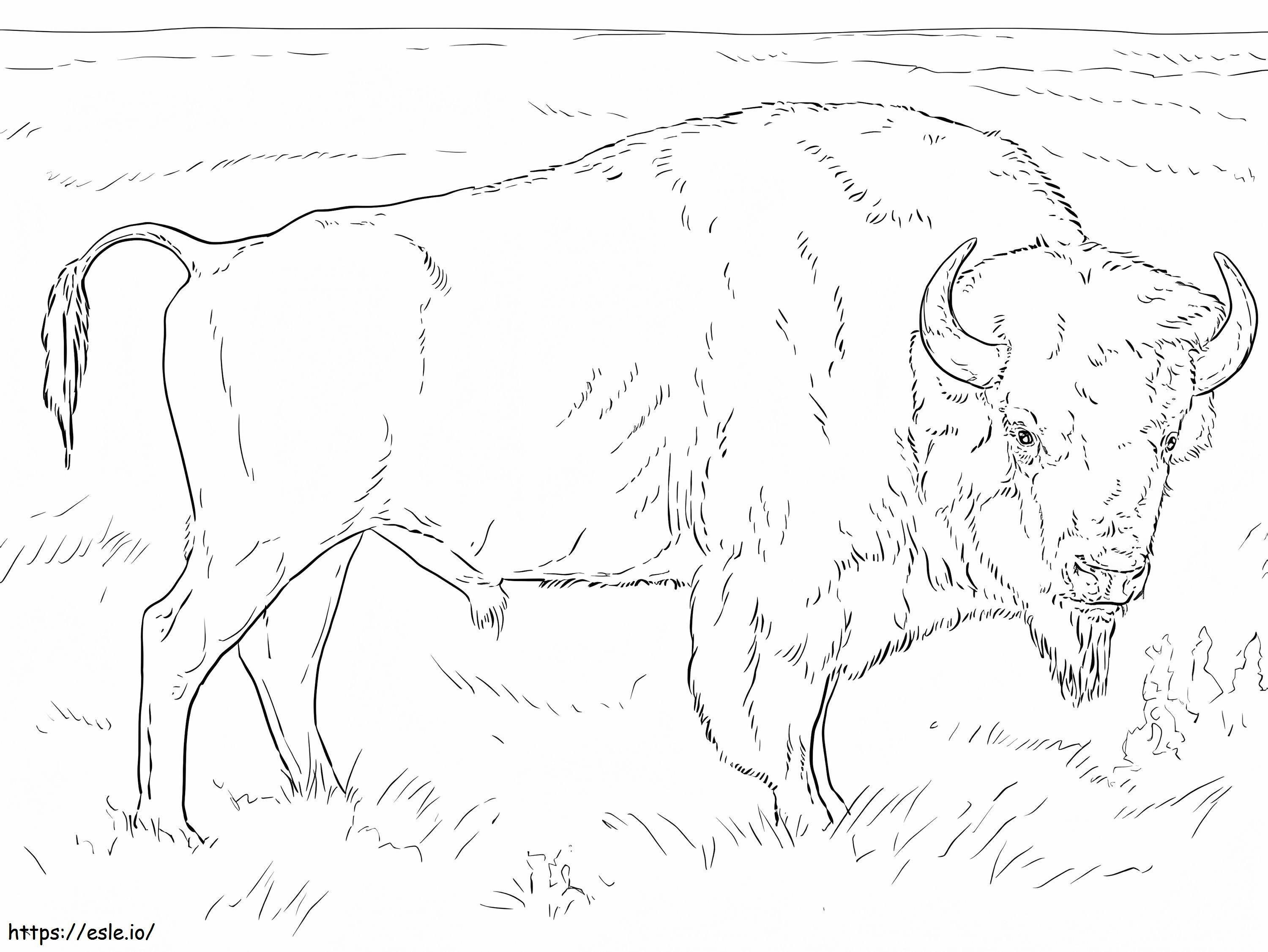 Realistyczny amerykański bizon kolorowanka