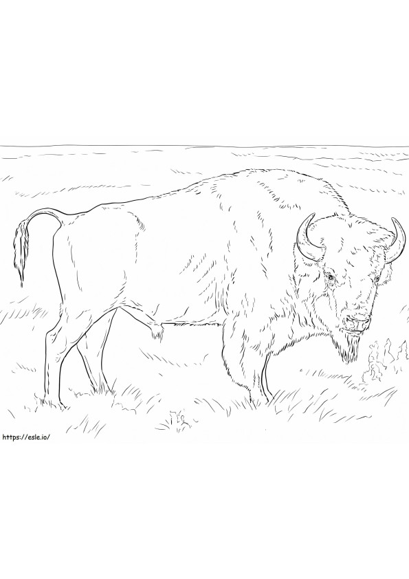 Realistische Amerikaanse bizon kleurplaat