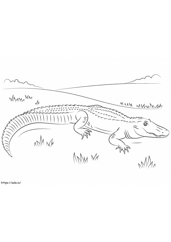 Coloriage Alligator américain à imprimer dessin