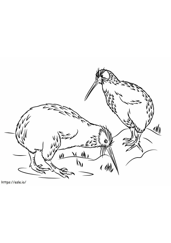Spotted Kiwi Bird