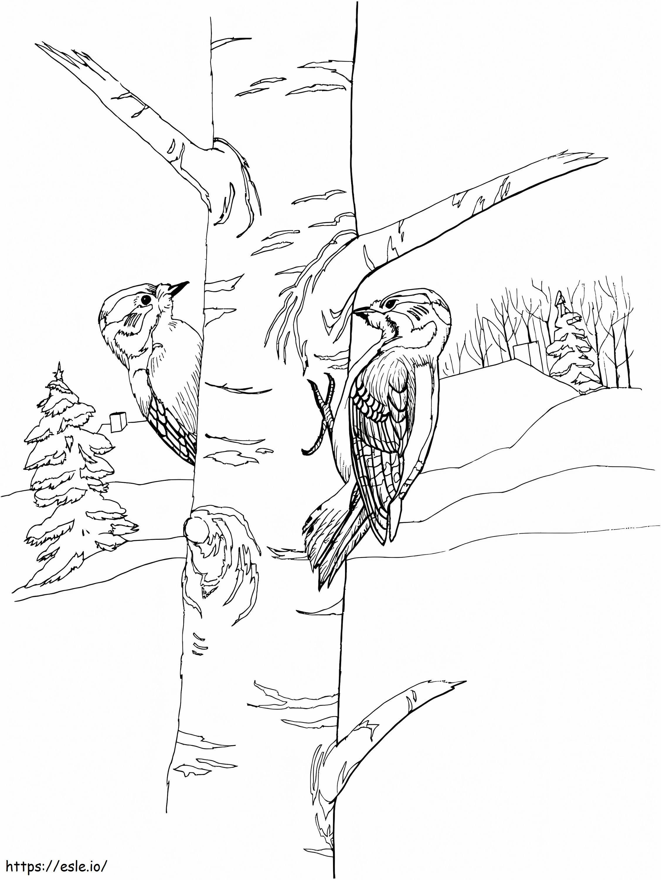 Woodpeckers coloring page