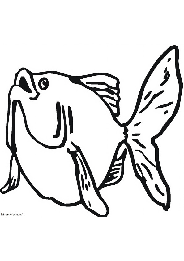 Fat Goldfish