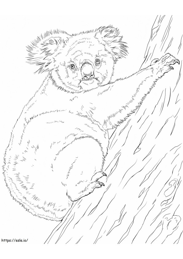 1594343329 Koala Climbing Tree coloring page