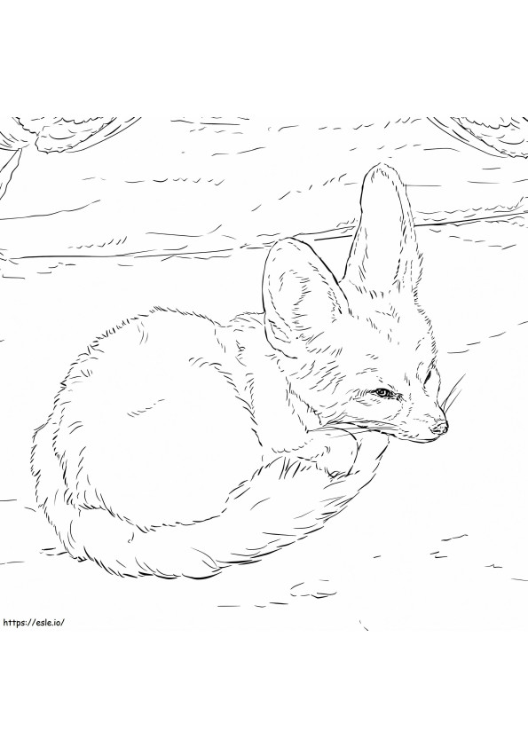 Wild Fennec Fox coloring page