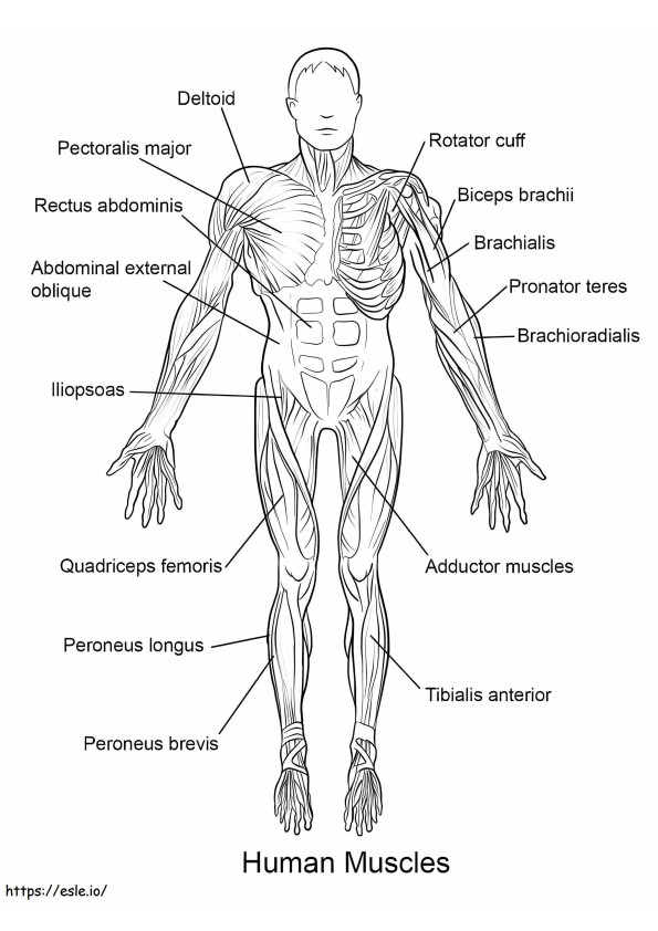 Human Muscles coloring page