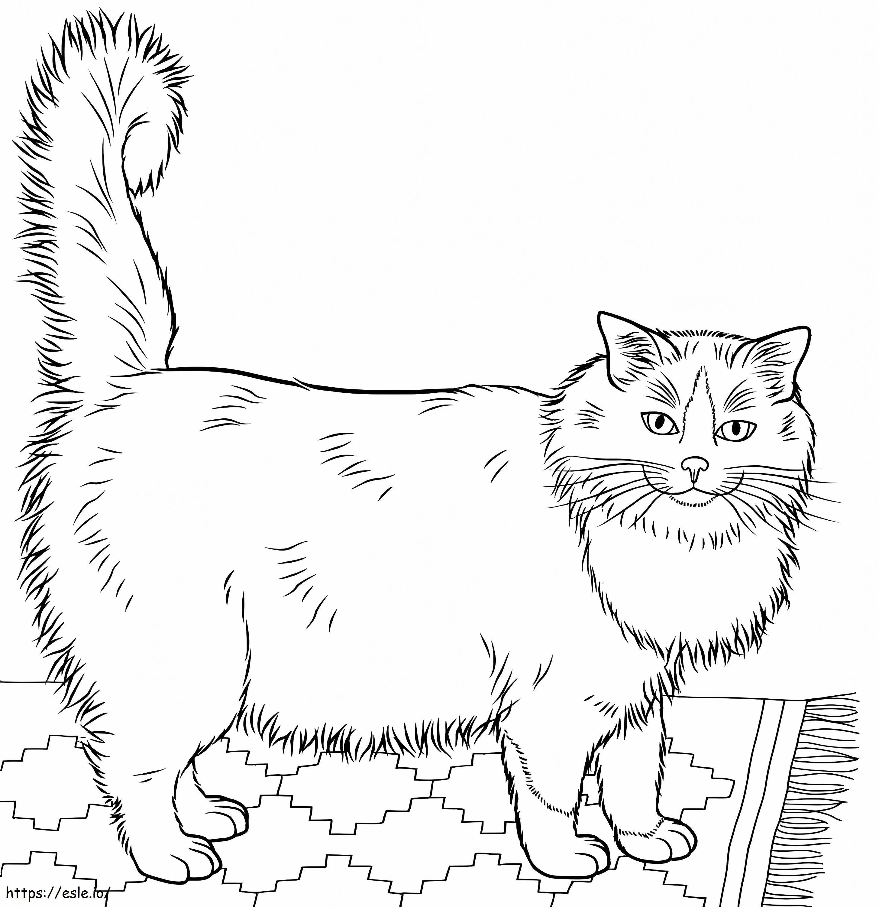 Ragdoll Cat 1 coloring page