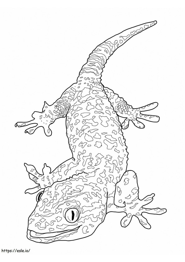 Tokay Gecko 1 värityskuva