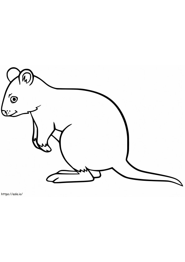 Kleiner Quokka