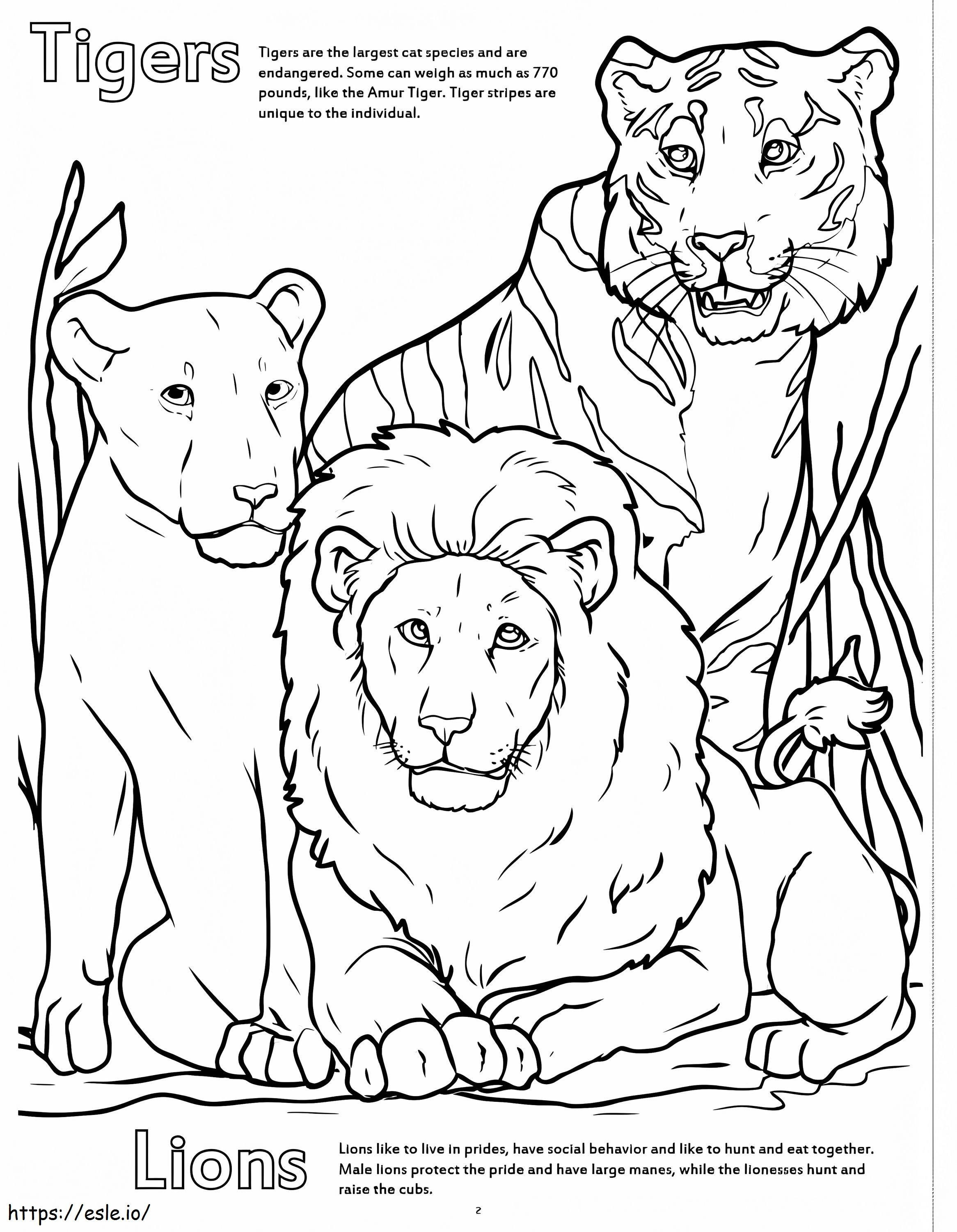 Tigers And Lions At The Zoo coloring page