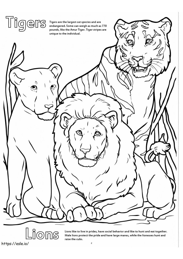 Tiikerit ja leijonat eläintarhassa värityskuva