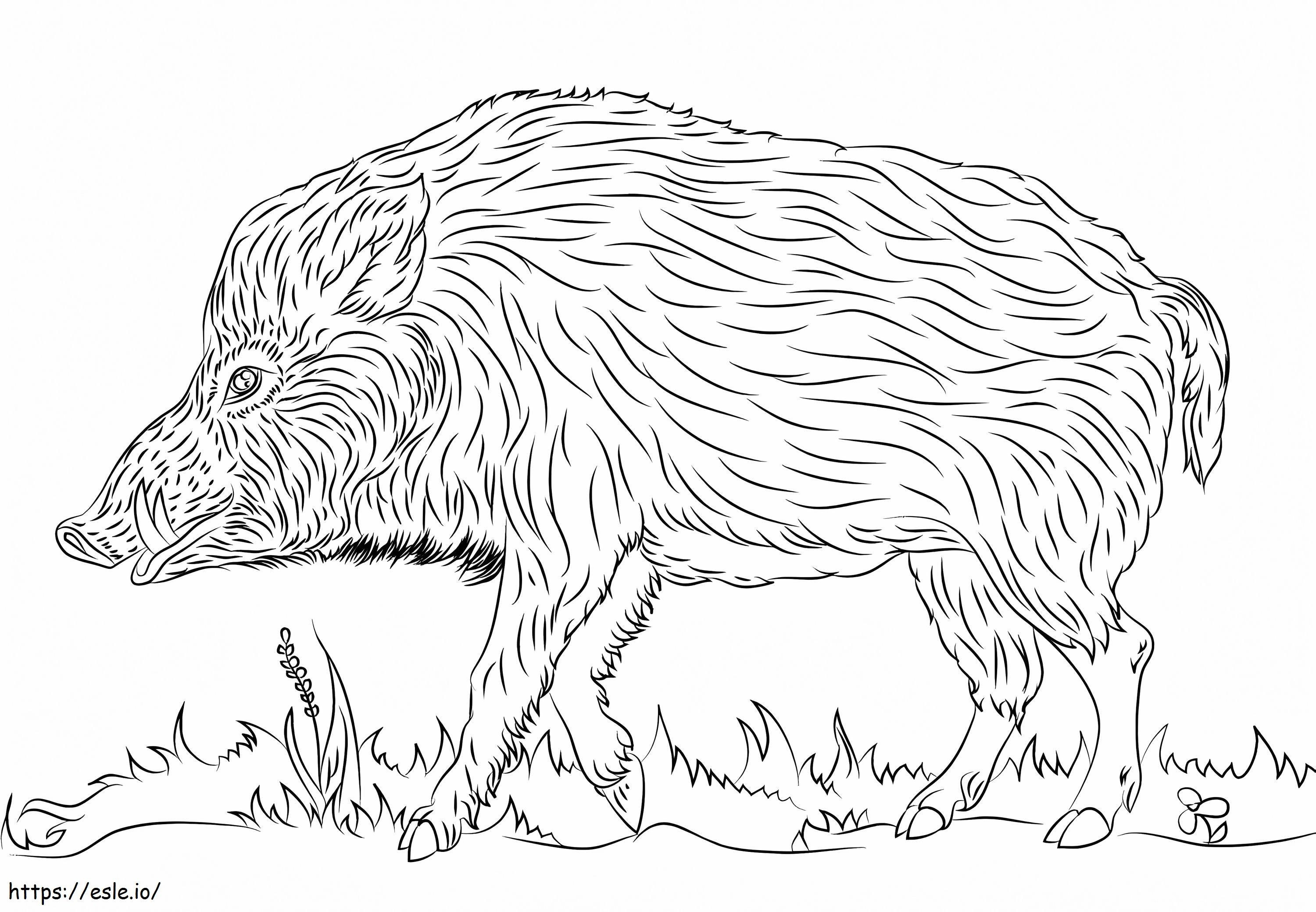 A Wild Boar coloring page