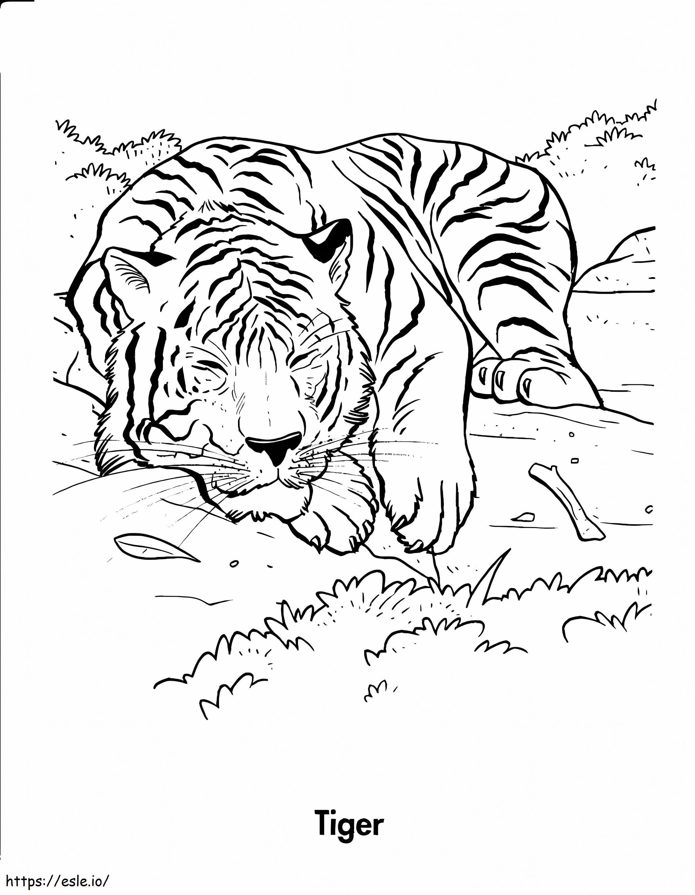 tigre dormido para colorear