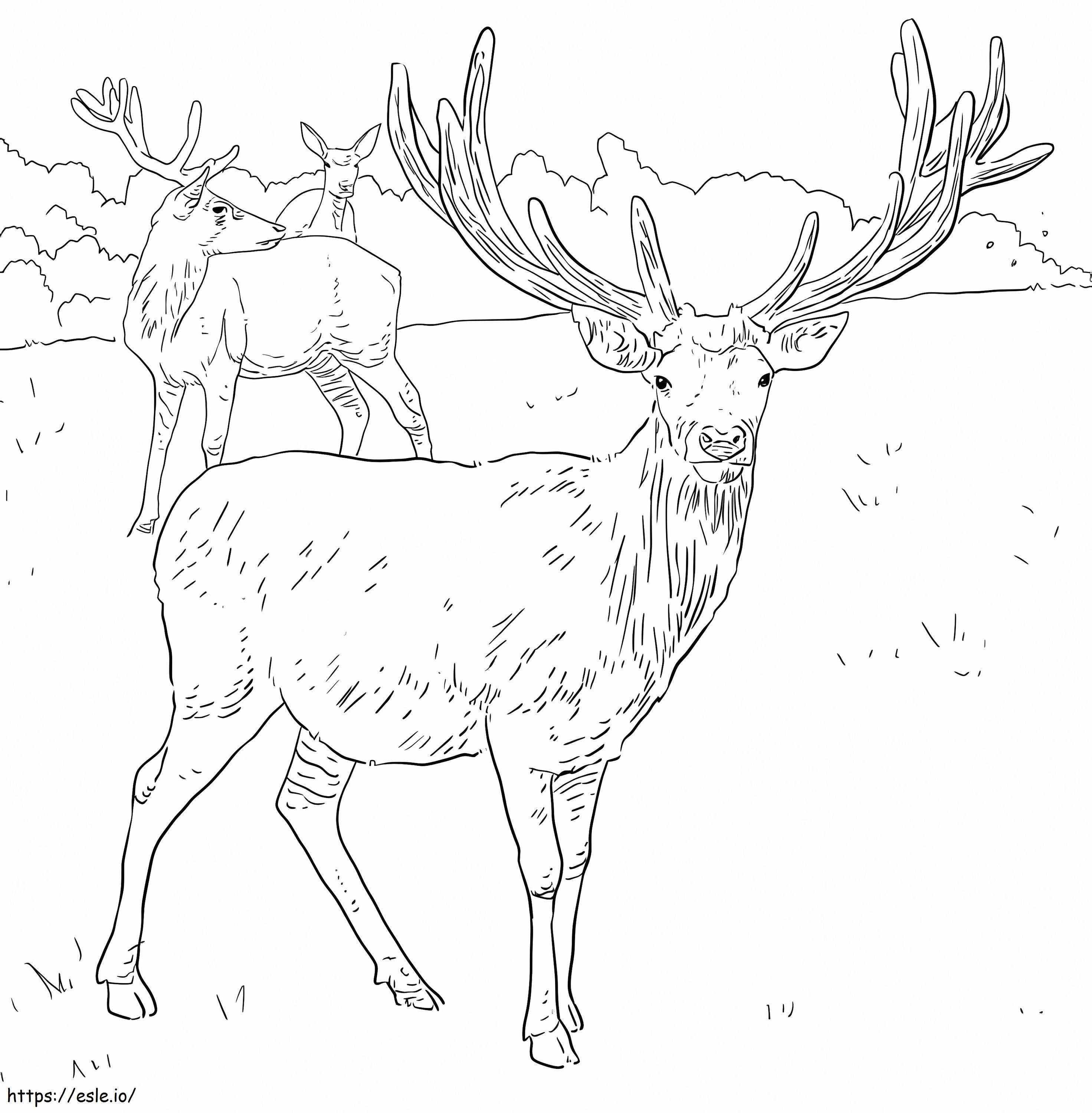 Western European Red Deer coloring page