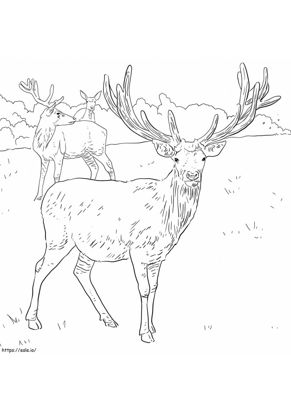 Western European Red Deer coloring page