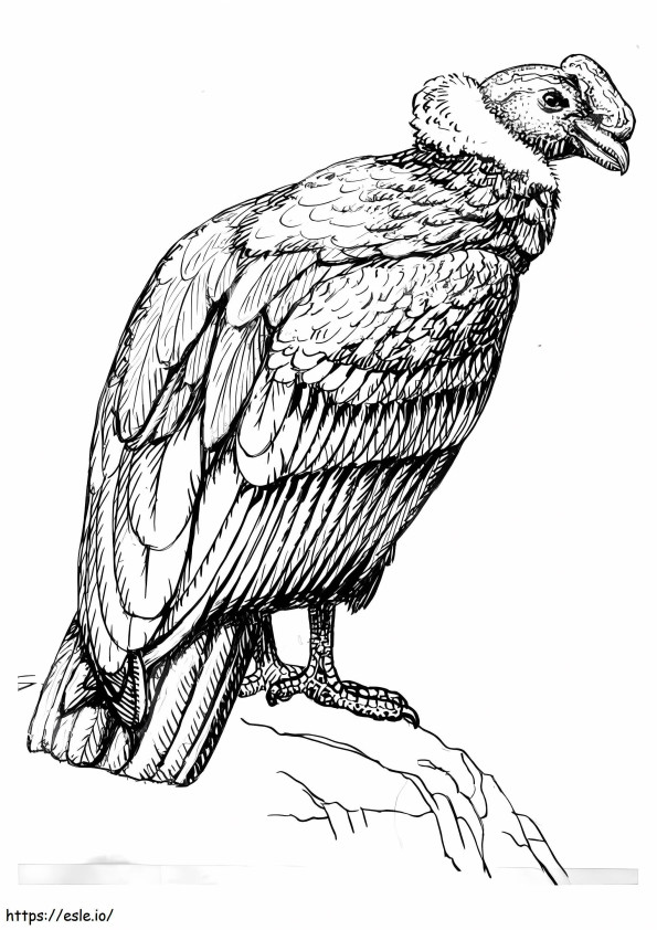 Condor yang Hebat