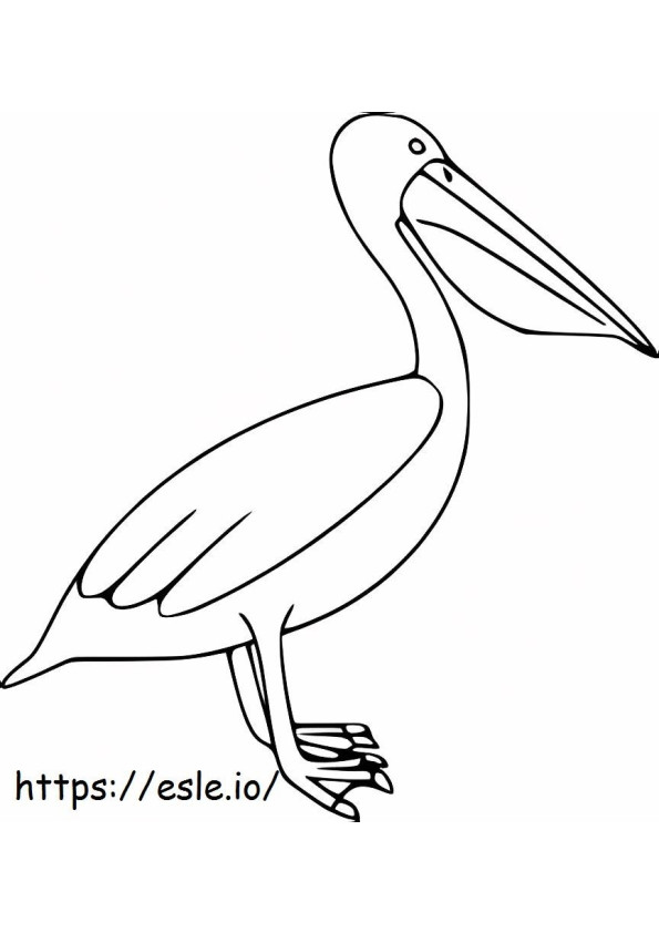 Prachtige pelikaan kleurplaat