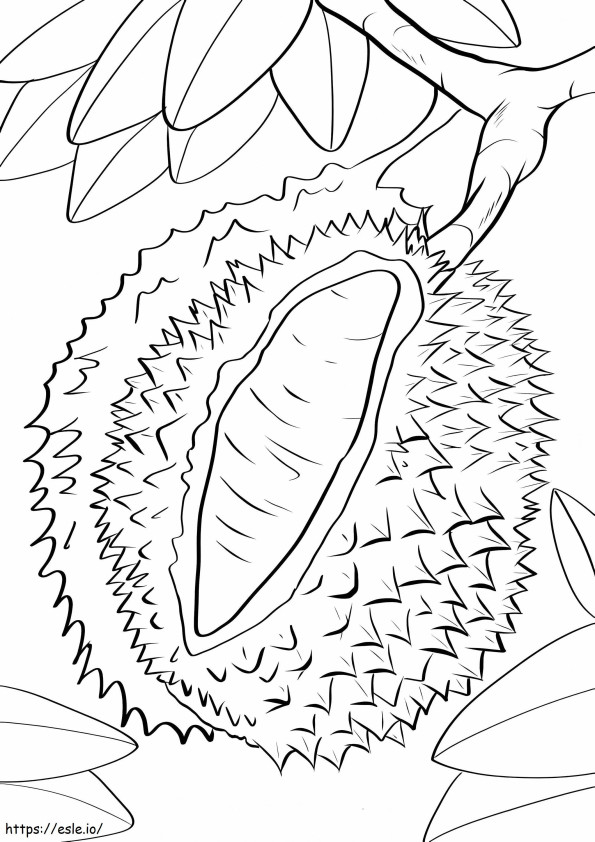 Durian On Tree Branch coloring page