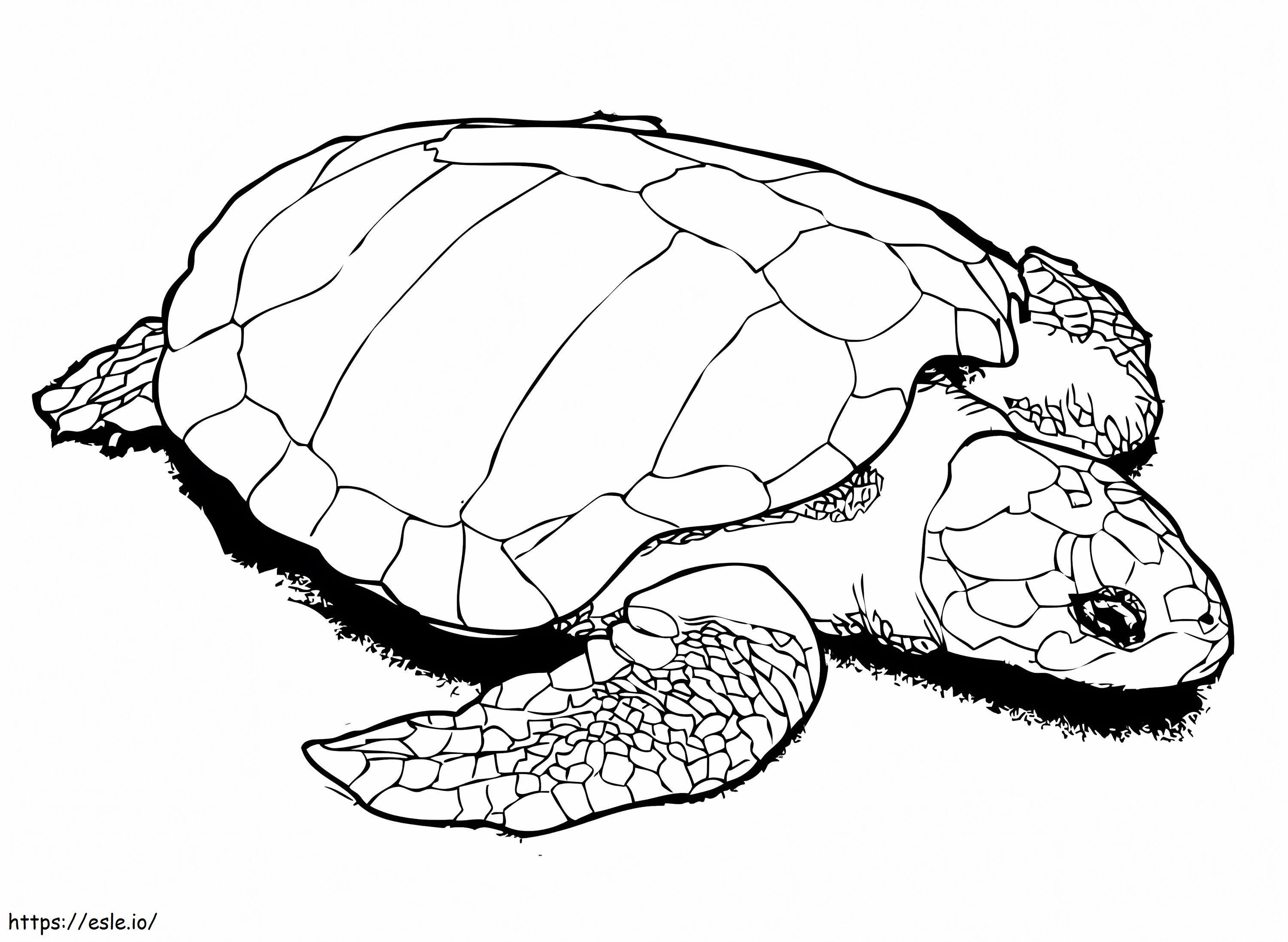 Een Olive Ridley-zeeschildpad kleurplaat kleurplaat