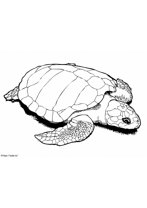 Uma tartaruga marinha Olive Ridley para colorir