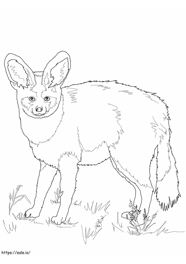 Bat-Eared Fox