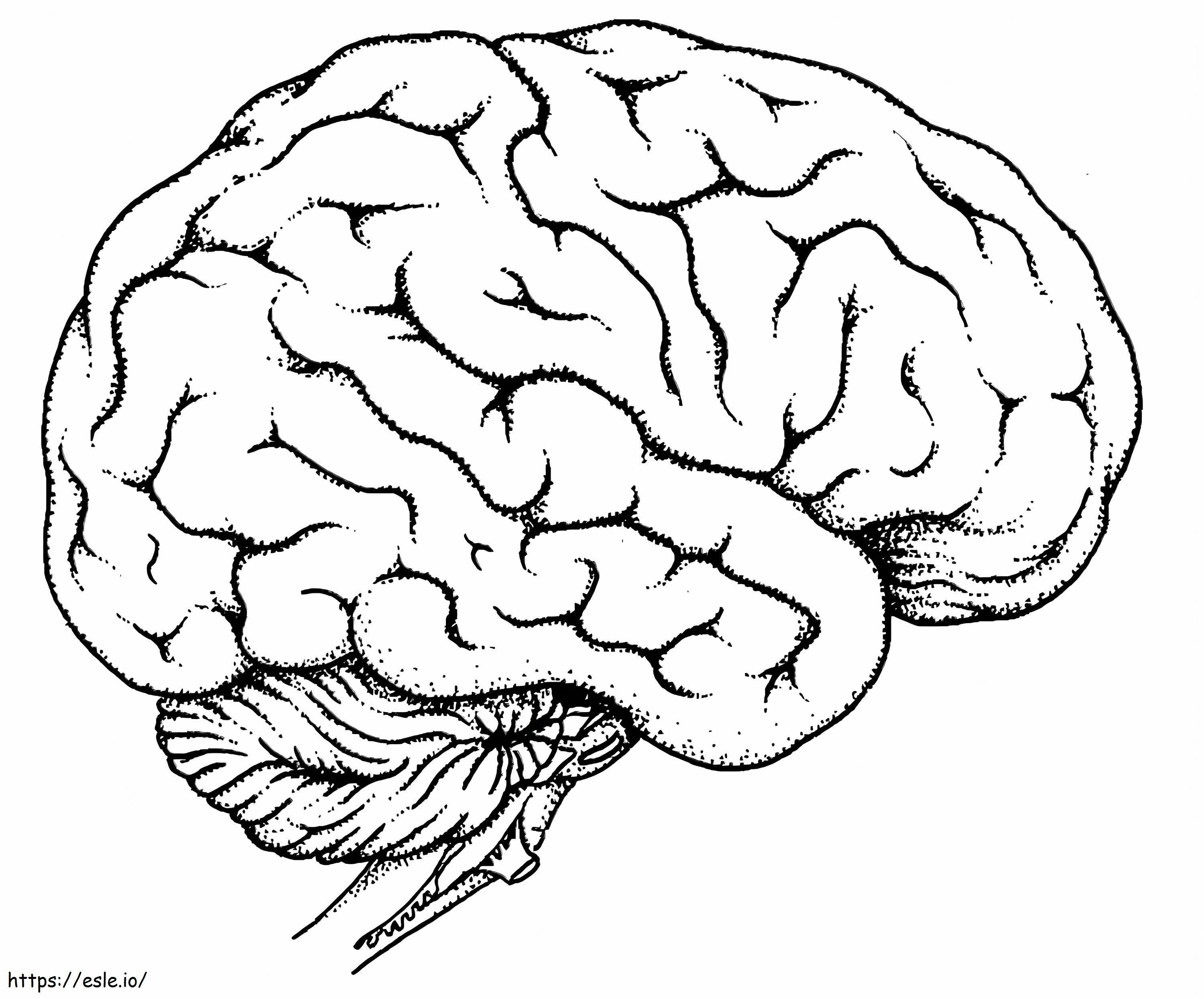 Ihmisen aivot värityskuva