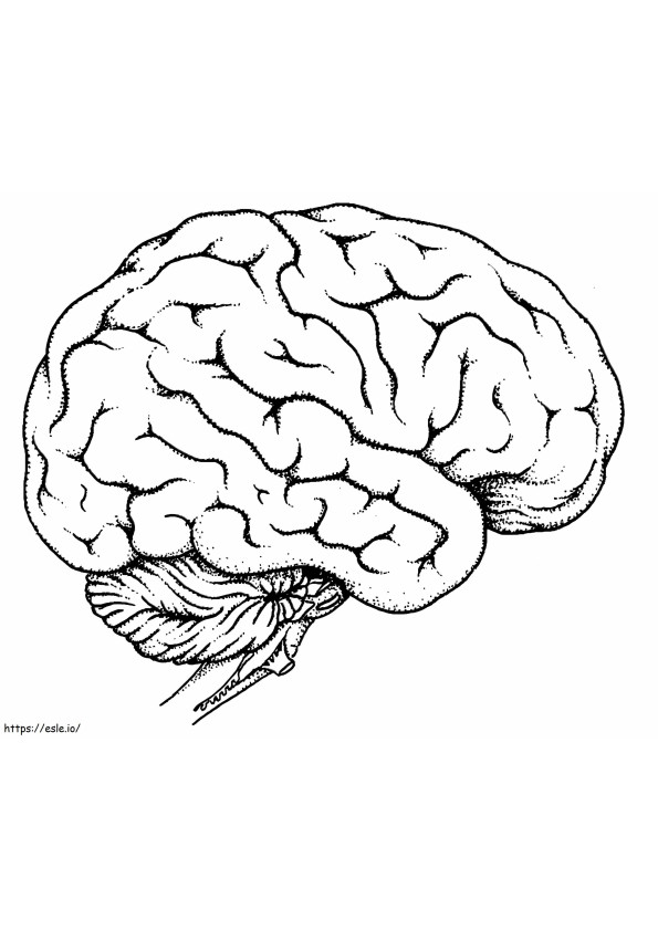 Coloriage Le cerveau humain à imprimer dessin