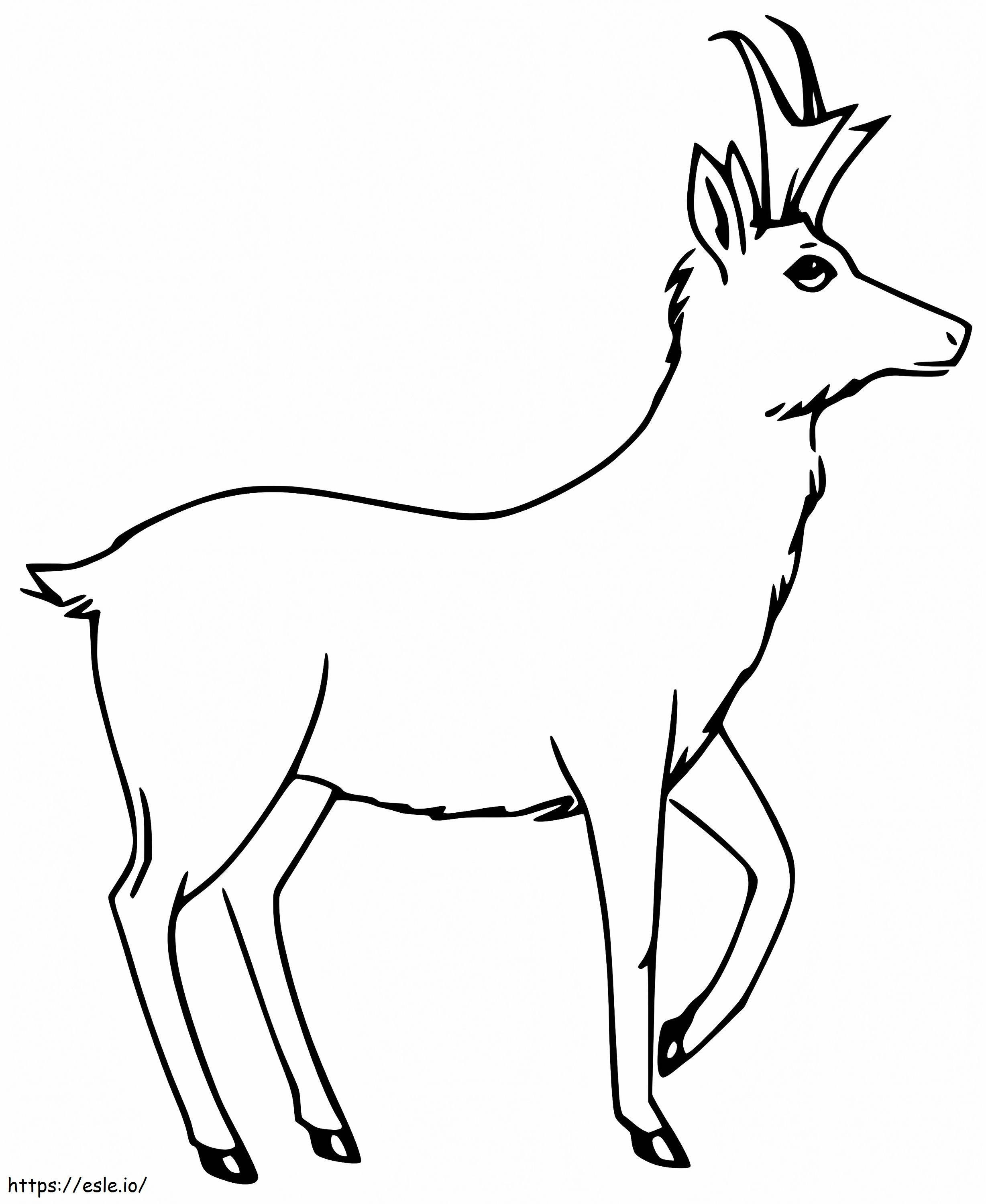 Free Pronghorn coloring page