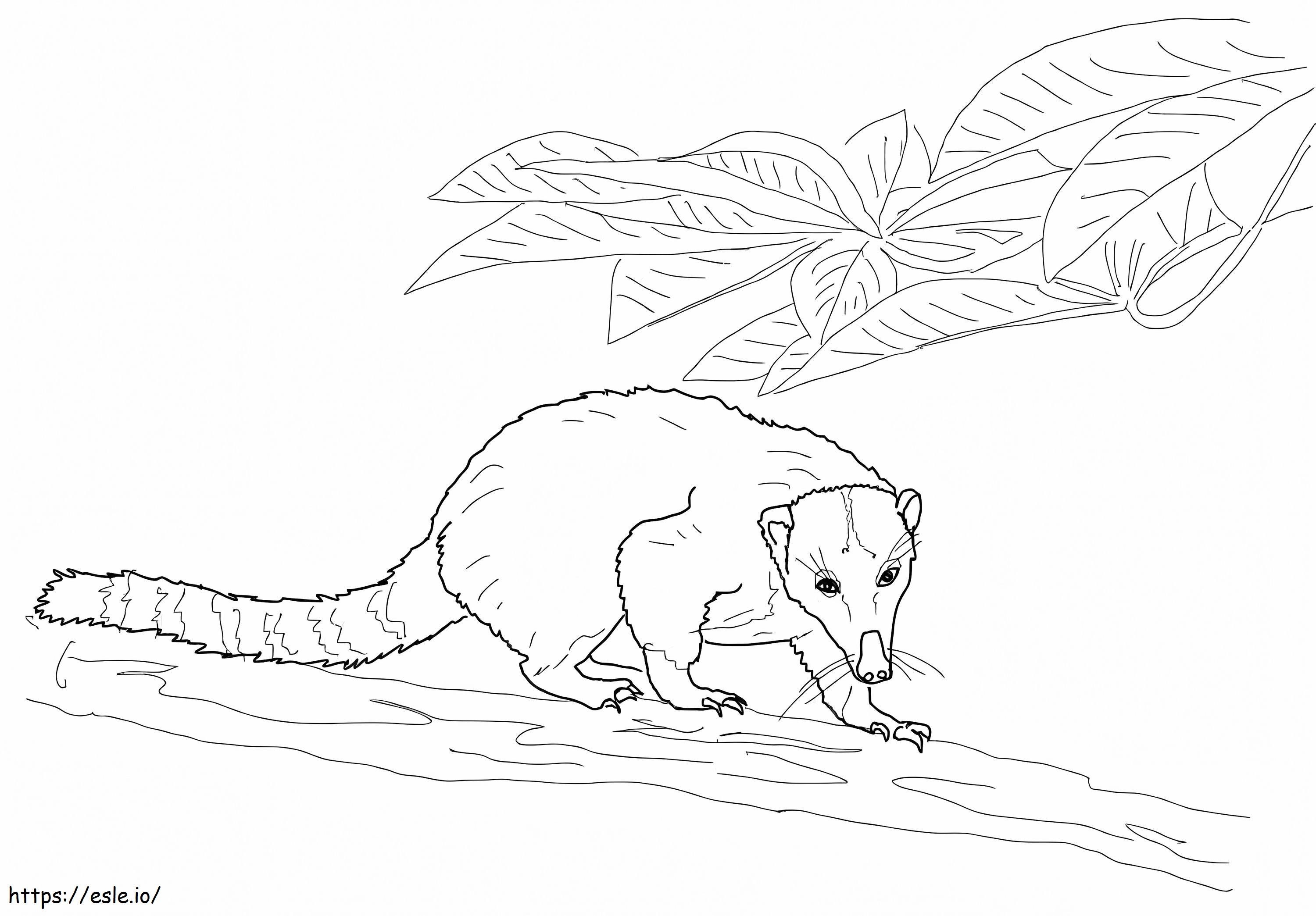 Coloriage Coati des montagnes occidentales à imprimer dessin