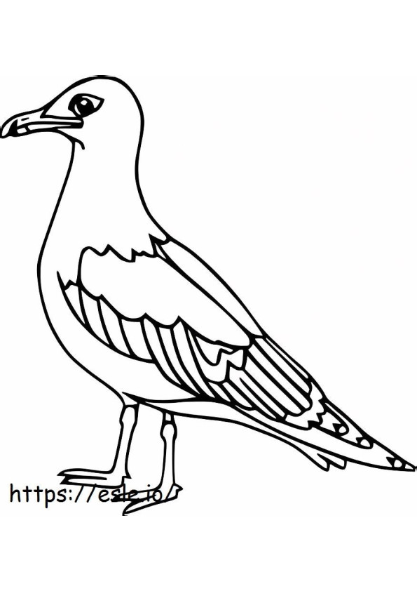 Burung Camar Dasar Gambar Mewarnai