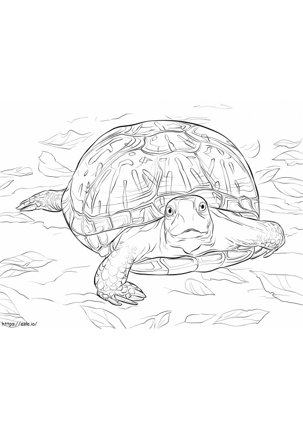 Verzierte Dosenschildkröte ausmalbilder