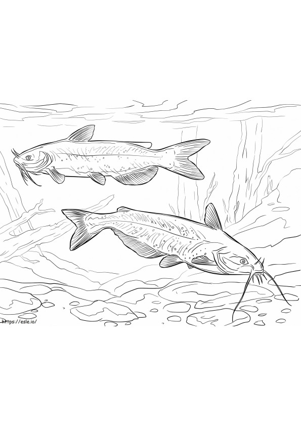 Channel Catfishes coloring page