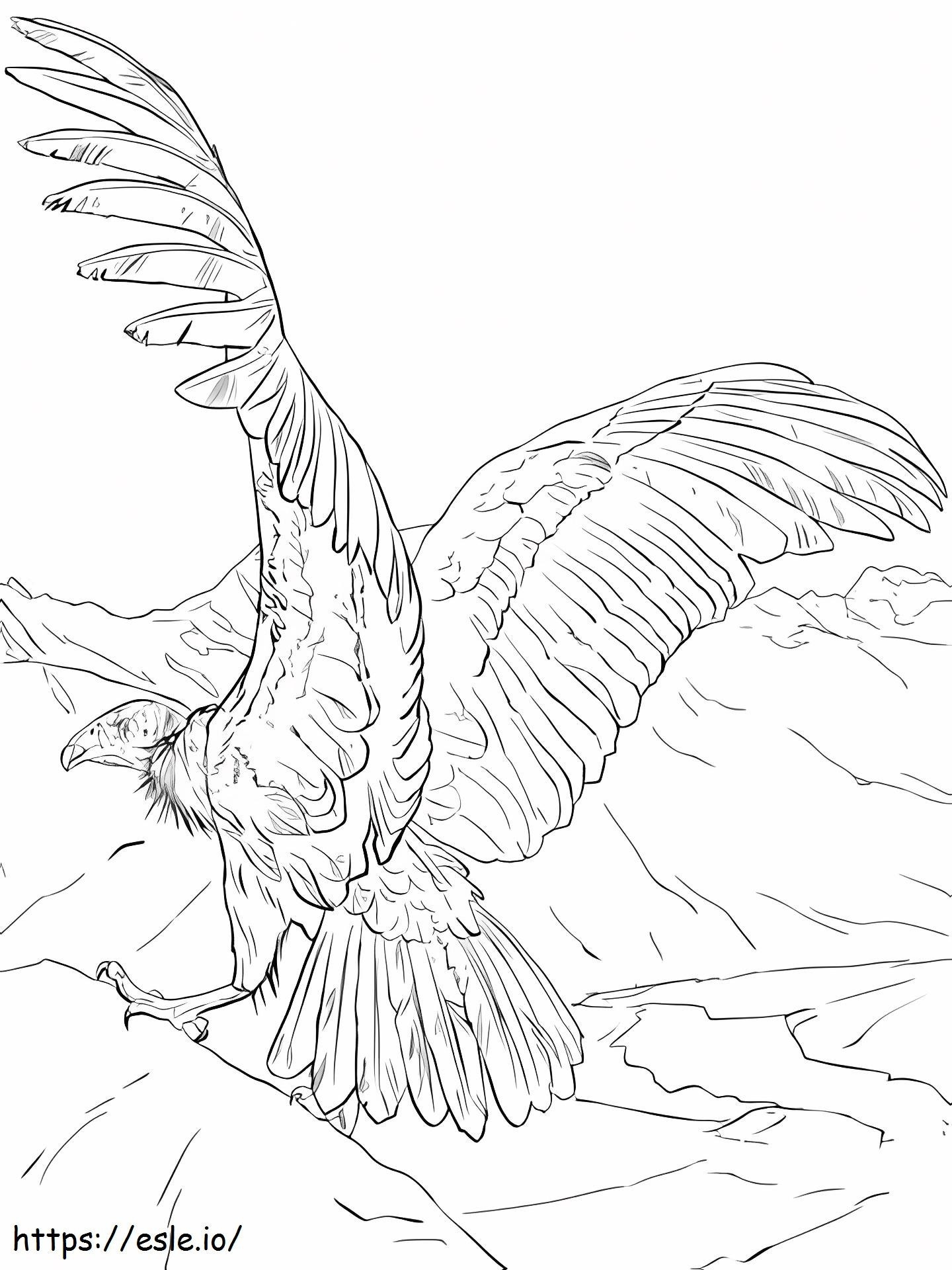 Normaali Condor värityskuva