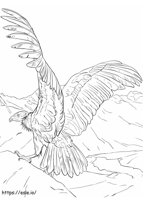 Coloriage Condor normal à imprimer dessin