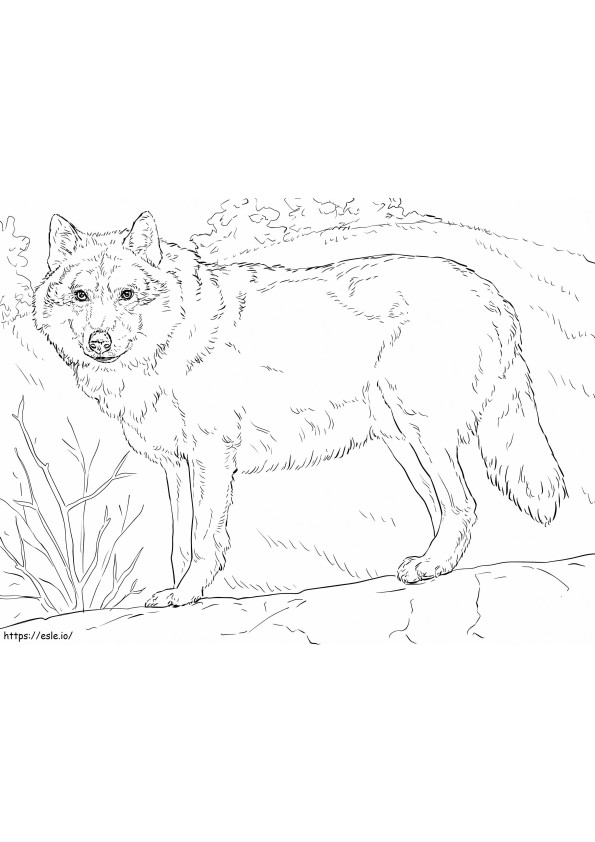 Grey Wolf coloring page