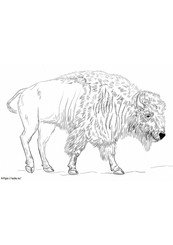 Realistische bizon kleurplaat