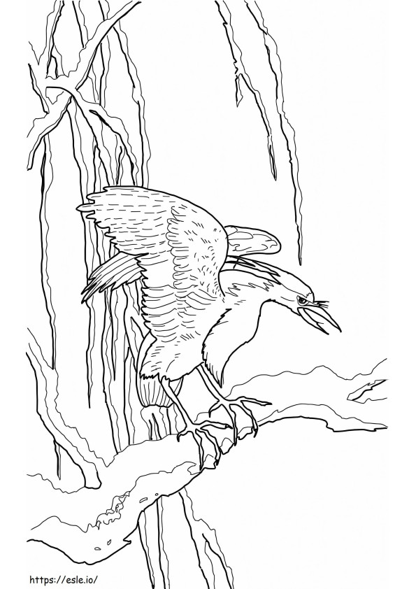 Night Heron coloring page