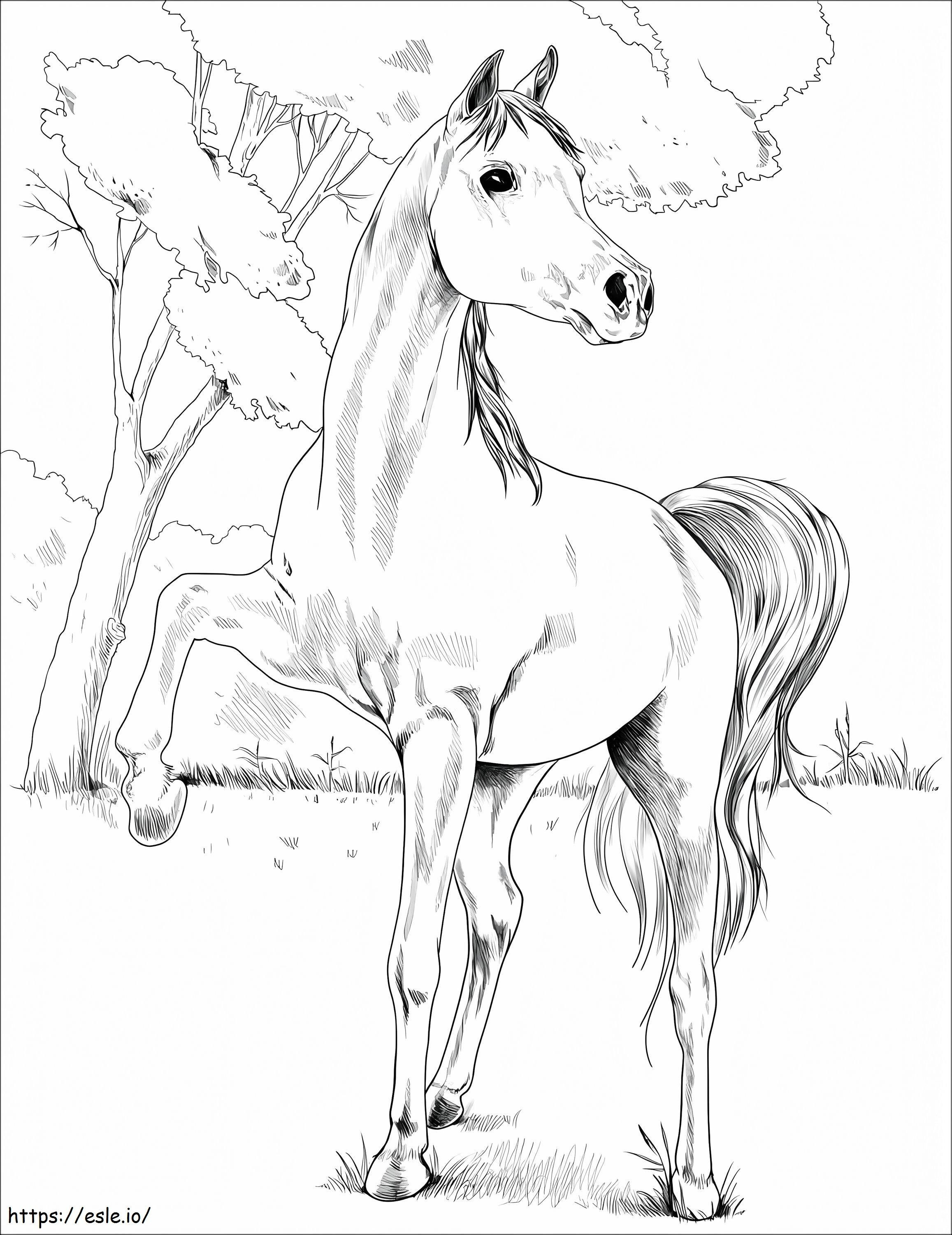 Egyptian Arabian Horse coloring page