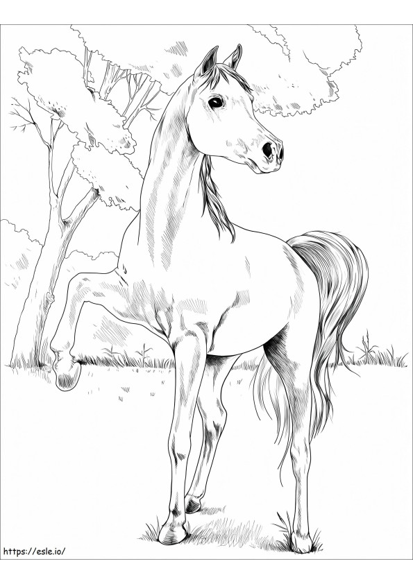Egyptian Arabian Horse coloring page