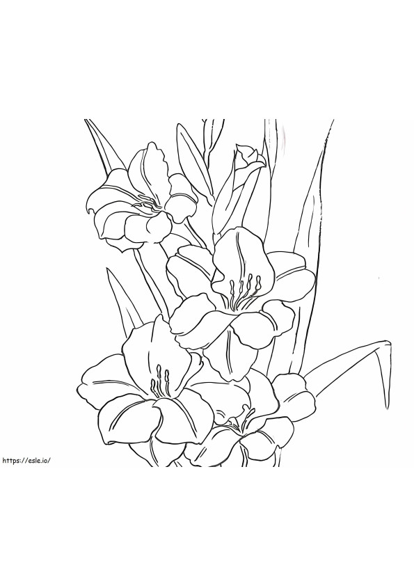 Gladiolus Flowers 4 coloring page