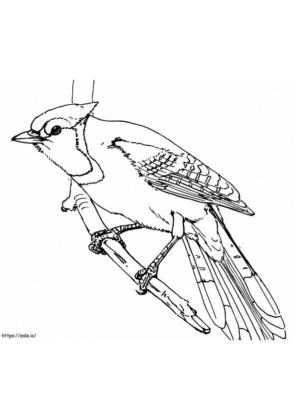 Blue Jay On A Branch coloring page