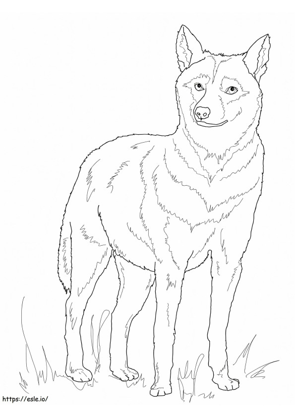 Loup D'Italie 768X1024